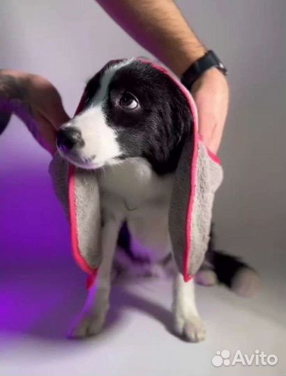 Полотенце для питомцев