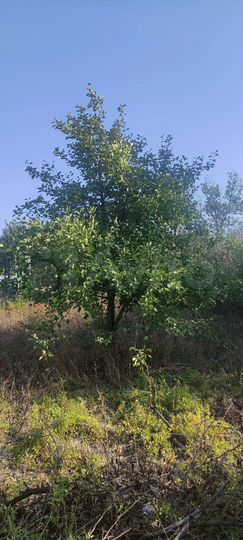 Дом 20 м² на участке 6 сот.