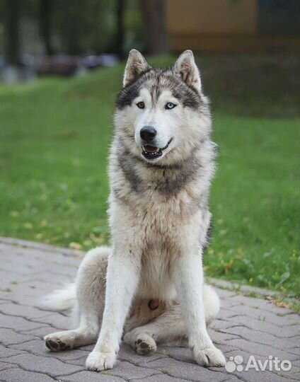 Хаски ищет дом