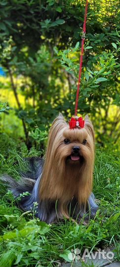 Йоркширский терьер щенки