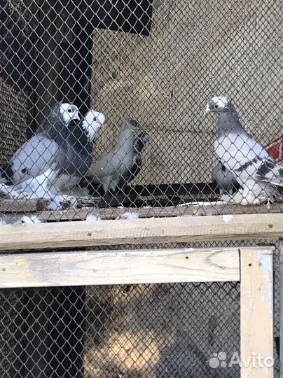 Голубь северокавказские