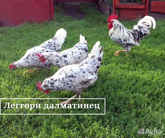 Породные куры.Яйцо,цыплята