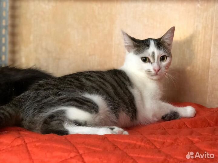 Котик молодой