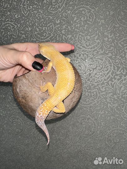 Геккон эублефар