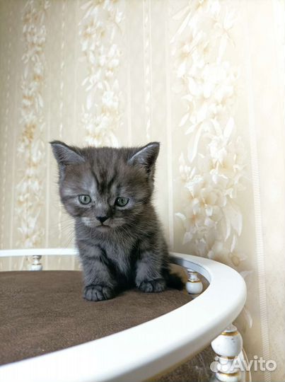 Британец-шотландка