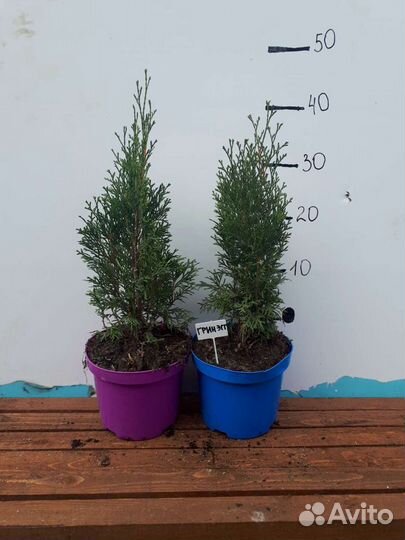 Туя западная Дарк Эмберс