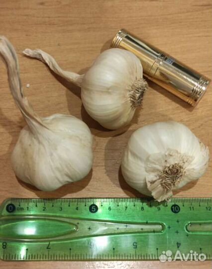 Чеснок яровой
