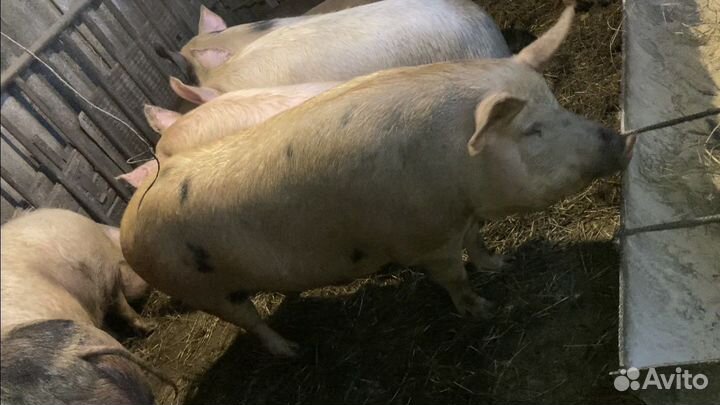 Продажа свиней и поросят на мясо