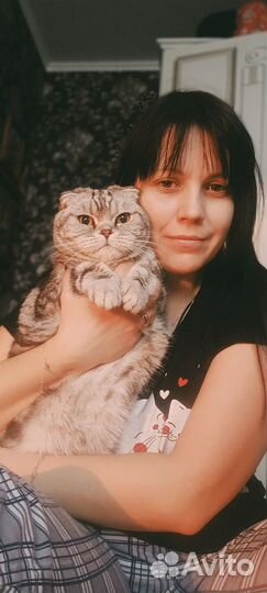 Британская кошка в дар