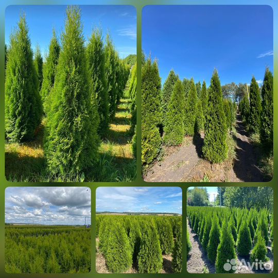 Туя Смарагд