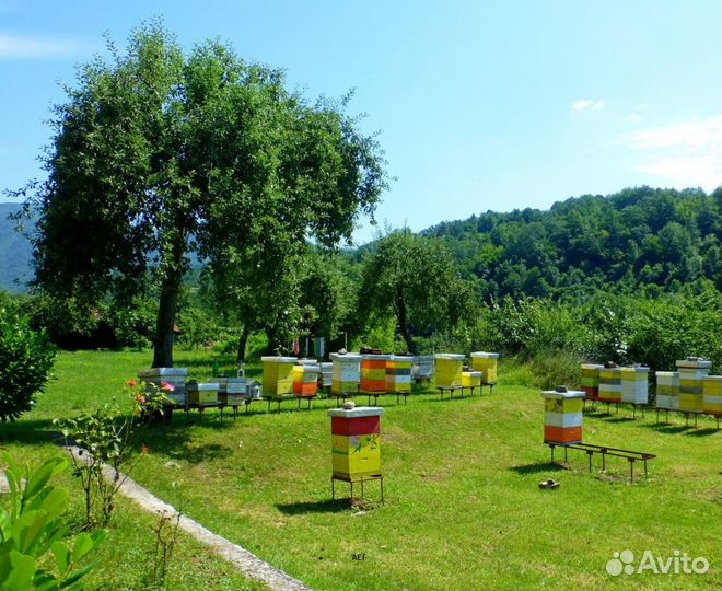 2024 Мёд натуральный алтайский опт