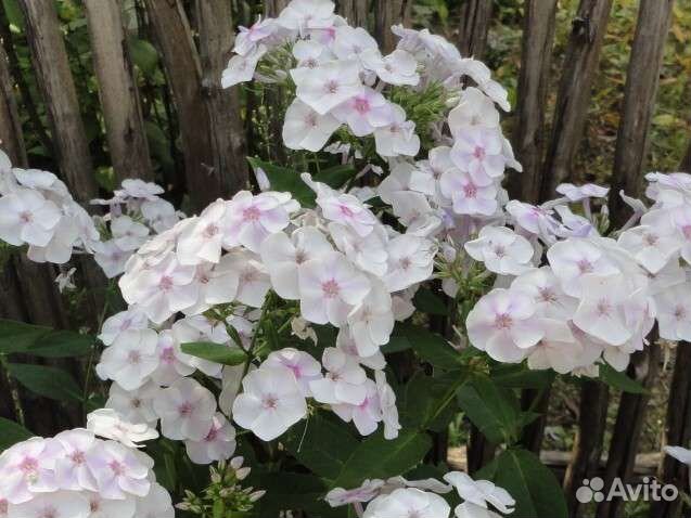 Многолетние цветы для сада