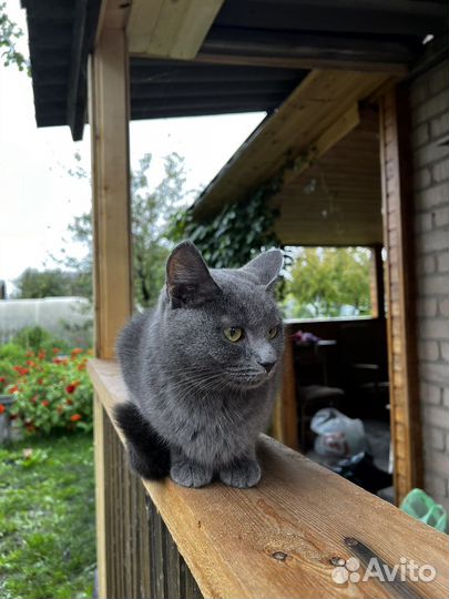 Кошечка в добрые руки SOS