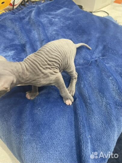 Украинский Левкой