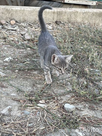 Котята бесплатно