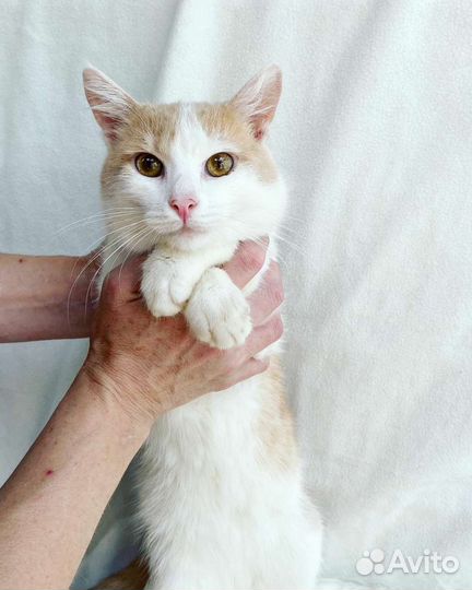 Гоша ищет семью