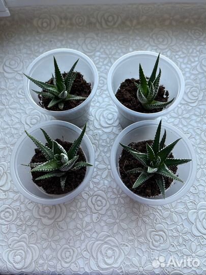 Хавортия полосатая