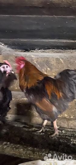 Куры молодки