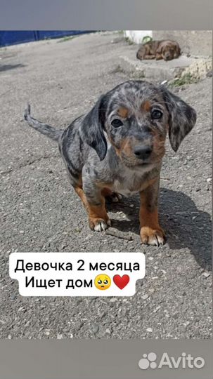 Щенок