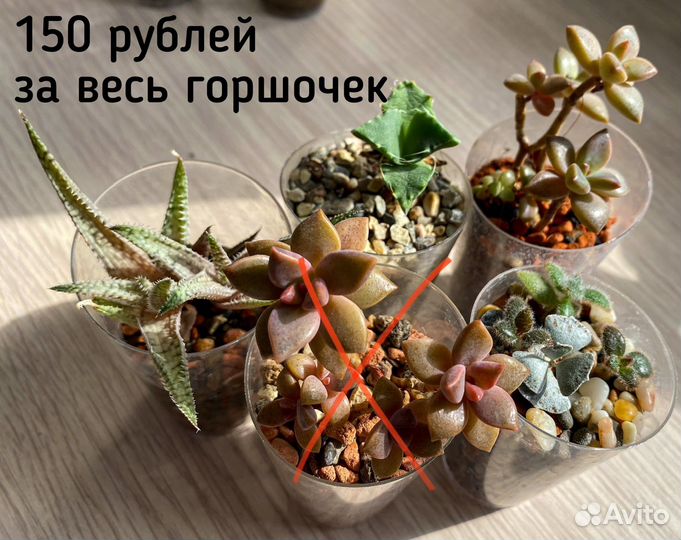 Суккуленты