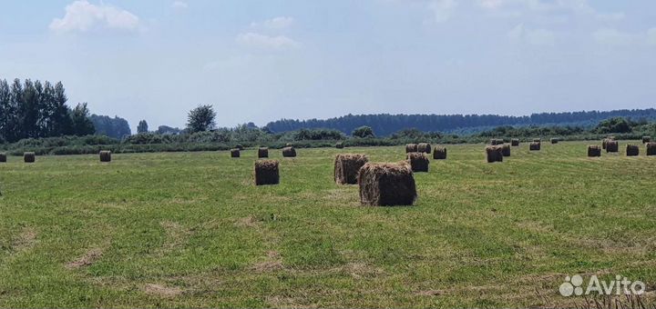 Сено луговое с клевером