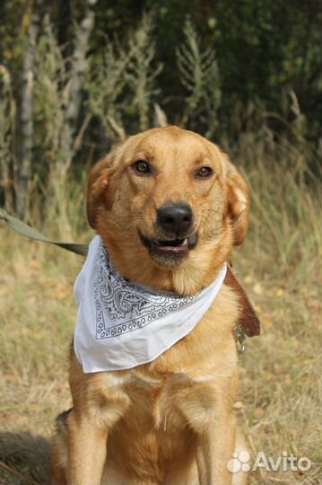 Баффи-ласковая собаченька ищет дом