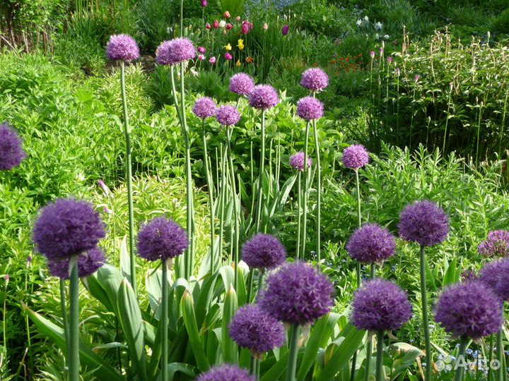 Предлагаю Гигантский лук из своего сада