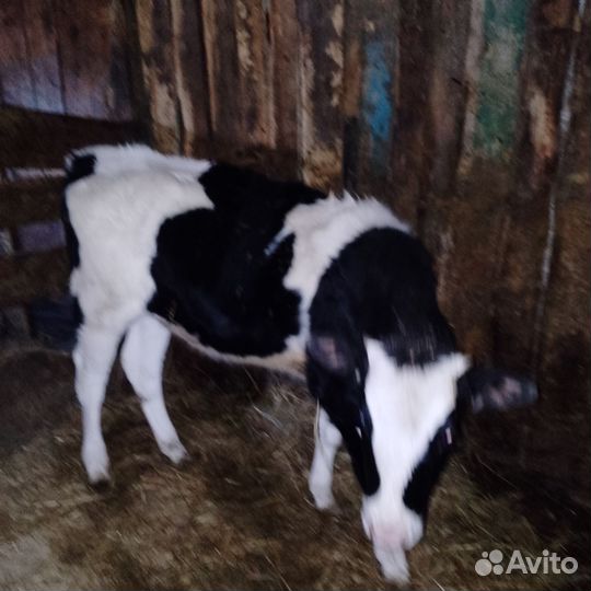 Быки на племя и телочка