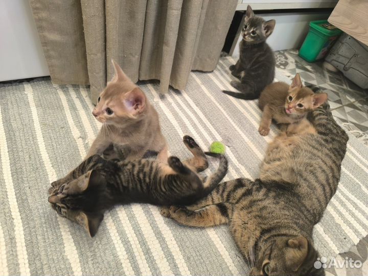 Котята метисы