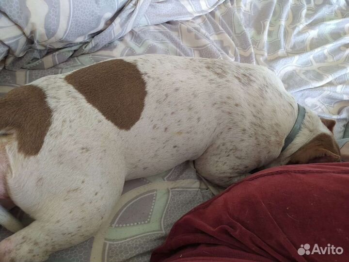 Домашняя передержка животных/догситтер