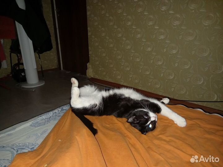 Найду новых хозяев