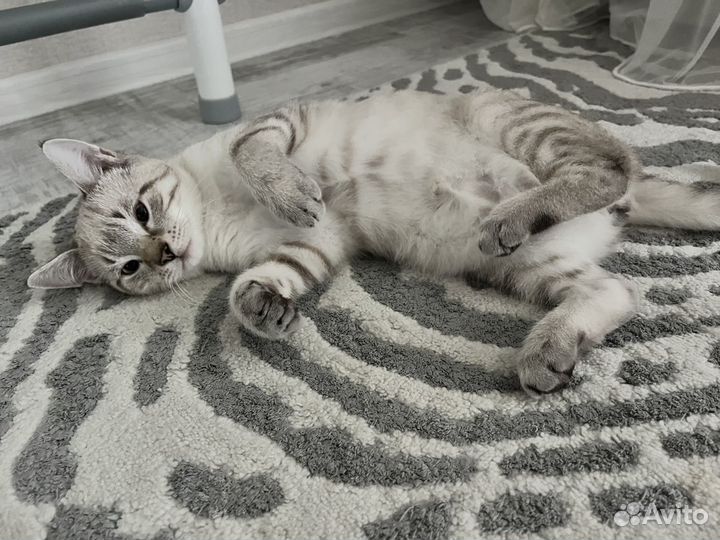 Отдам бесплатно котика