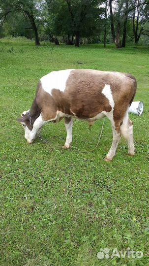 Телята бычки