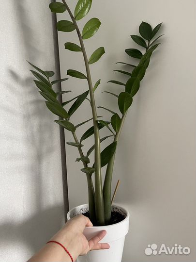 Комнатные растения цветы