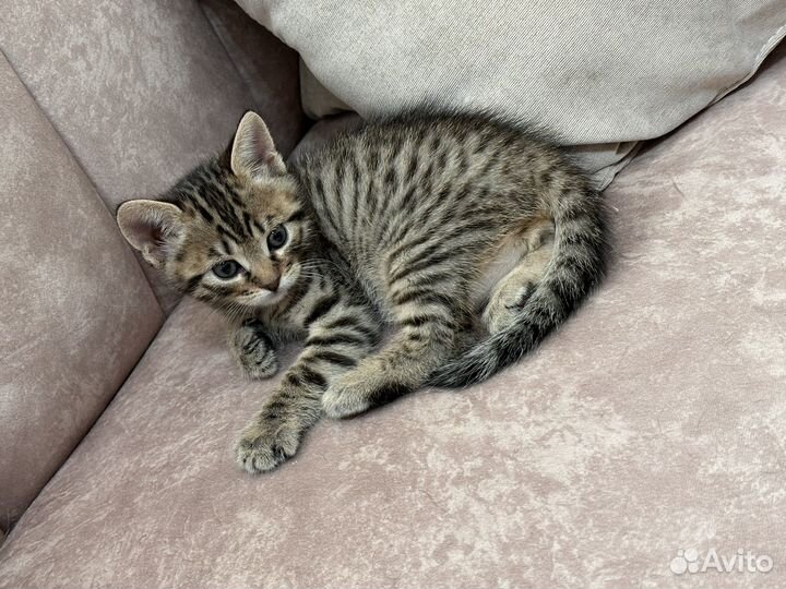 Котик бенгальский