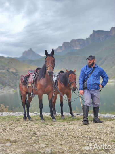 Конные прогулки в Приэльбрусье