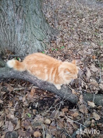 Кот кастрирован в добрые руки