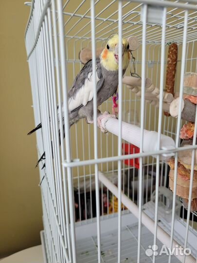Попугай корелла птенец с клеткой