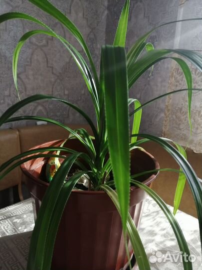 Пальма-Панданус