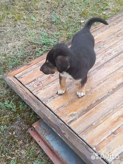 Собаки бесплатно в добрые руки щенки