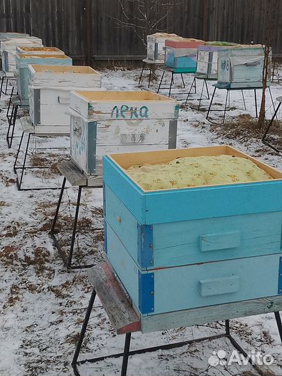 Для поделок, творчества, декора. Пчела (сушëная)