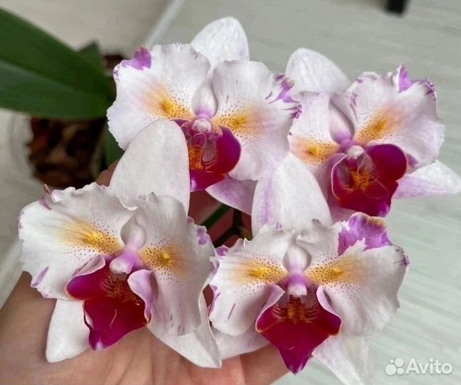 Орхидея бабочка Pink Beauty