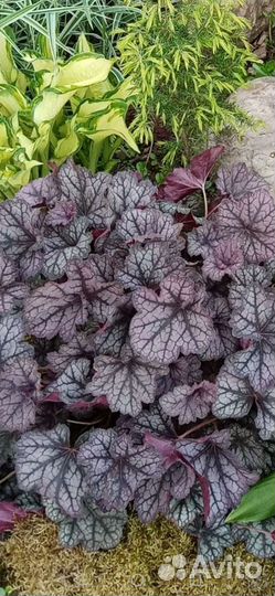 Многолетние цветы, Кустарники, Лек. травы