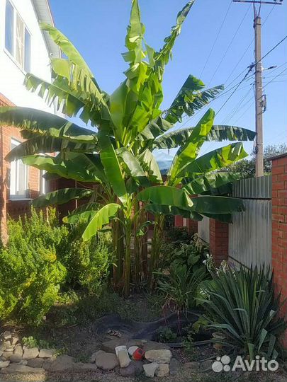 Банановая пальма