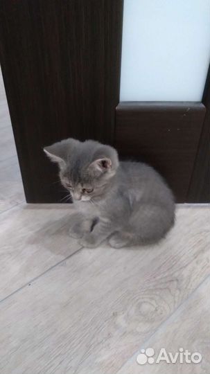 Кошки в добрые руки