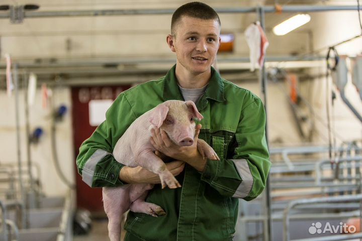 Вахта Разнорабочие на Агрокомплекс