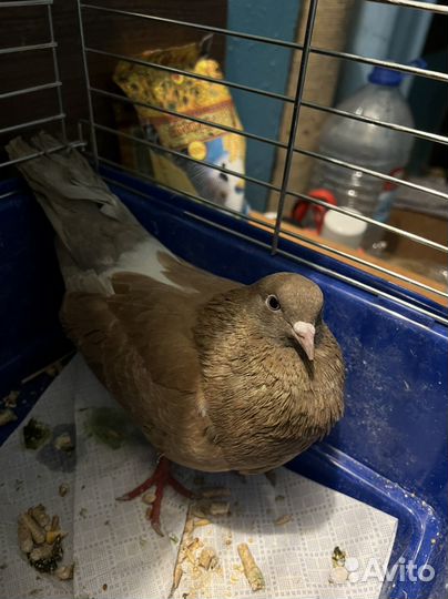 Пристраиваются голуби