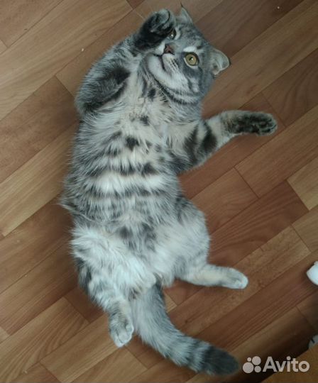 Шотландский вислоухий метис кот пропал