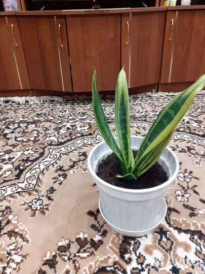 Сансевиерия