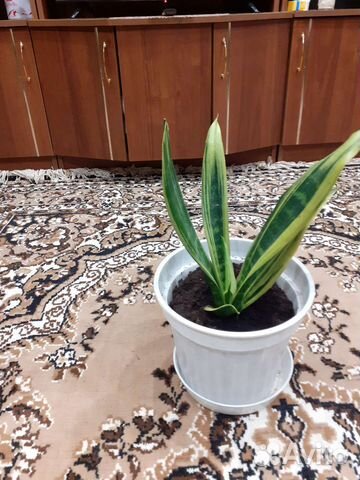 Сансевиерия